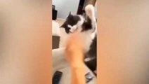 Get ready to laugh  Funniest Animals Video - Best Cats and Dogs Videos  2023