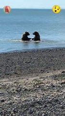 Two bears in the river, fighting and playing