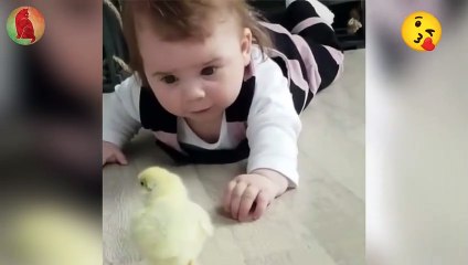 Cute baby chick wants to be friend of human baby