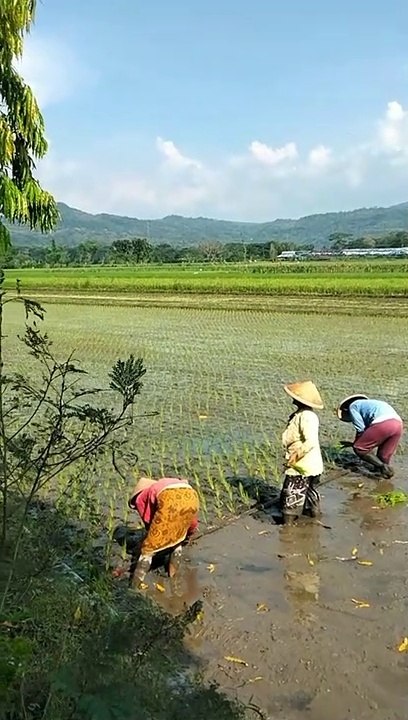 Petani sedang menanam padi di persawahan pedesaan.