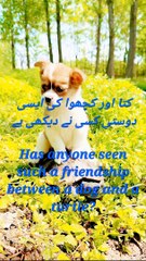 Has anyone seen such a friendship between a dog and a turtle?