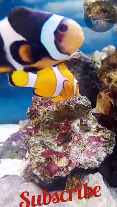 |||Aquatic  planted Aquarium || FISH AQUARIUM #AP&SF#