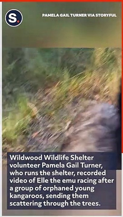 Emu Chases After Kangaroos at Victoria Wildlife Shelter