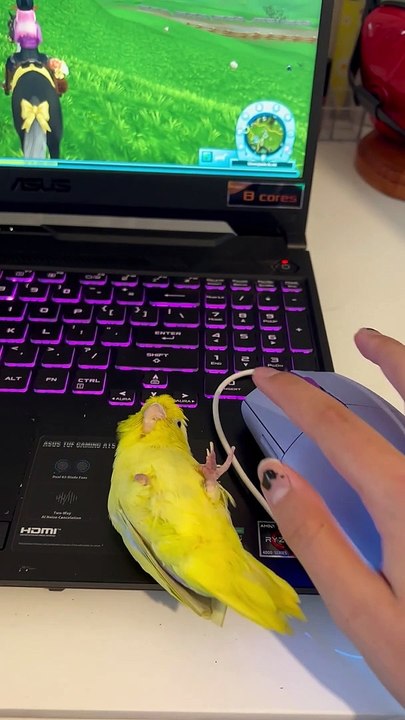 Who Needs A Computer Mouse When You Have A Parrot?