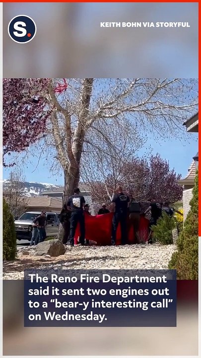 Bear Stuck in Tree Falls to Safety During Rescue by Nevada Firefighters