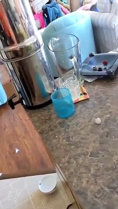 Gato genera un desorden