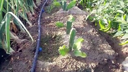 Dragon fruit plant and farming