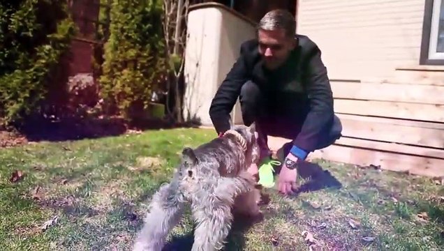 10 Easiest Dog Breeds to Train