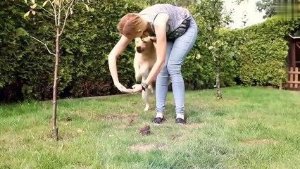 10 Best Dog Breeds for Young Kids