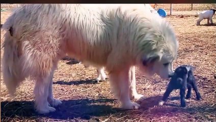 10 BIGGEST DOG BREEDS EVER