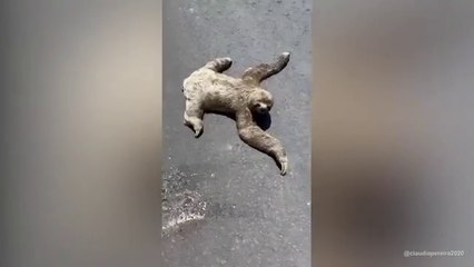 Sloth struggling to cross road saved by passer-by