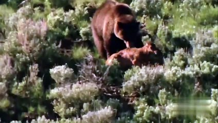 10 DEADLIEST PREDATORS in the World   Pet Spot