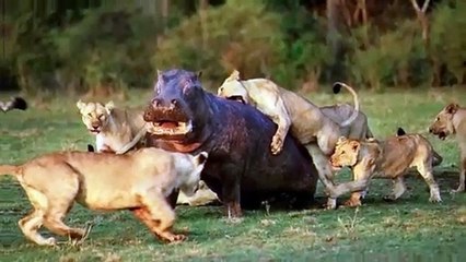 10 CRAZY Moments Predators Became Prey While Hunting   Pet Spot