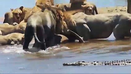 11 CRAZY Moments of Animals Fighting Over Food   Pet Spot