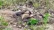 BRUTAL Moments of Komodo Dragons And Other Monitor Lizards Devouring Their Prey   Pet Spot