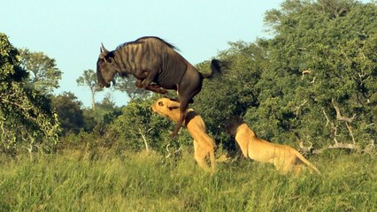 Leaping Wildebeest Kicks Lioness In Dramatic Escape | Wild-ish TV