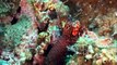 Udang Mantis- Hewan Terkuat di Dasar Laut dengan Tinju yang Mematikan - Mantis Shrimp