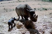 Daily Liberal - Black Rhino calf born at Taronga Western Plains Zoo - April 14, 2023