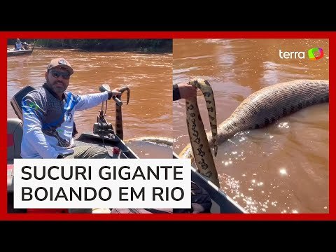 Pescador encontra sucuri de 7 metros boiando em rio no MS
