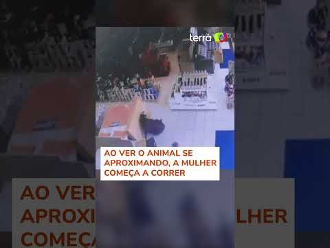 Vaca invade loja no Mato Grosso do Sul e assusta vendedora
