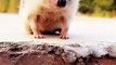 Friendship _ puppy and hedgehog . A beautiful moment #1517 - #shorts