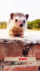 Friendship _ puppy and hedgehog . A beautiful moment #1517 - #shorts