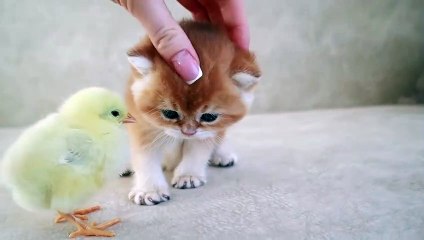 Kittens walk with a tiny chicken