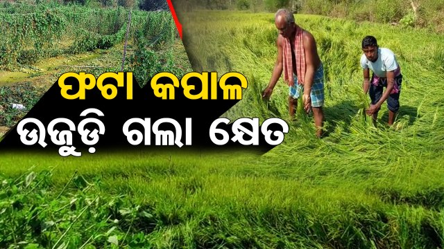 Hailstorm, unseasonal rain destroy acres of crops in Bargarh