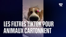 Les filtres TikTok pour animaux cartonnent!