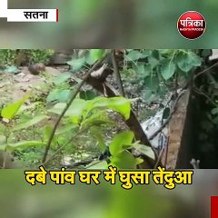 दबे पांव घर में घुसा तेंदुआ