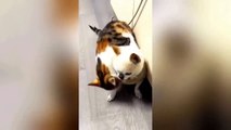 Get ready to laugh  Funniest Animals Video - Best Cats and Dogs Videos  2023