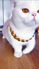 One of the most beautiful cats in the world