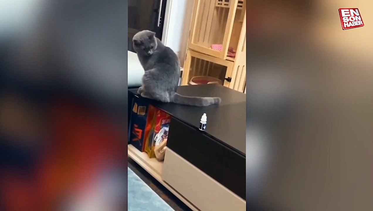 Tehdit edilen kedinin komik tepkisi