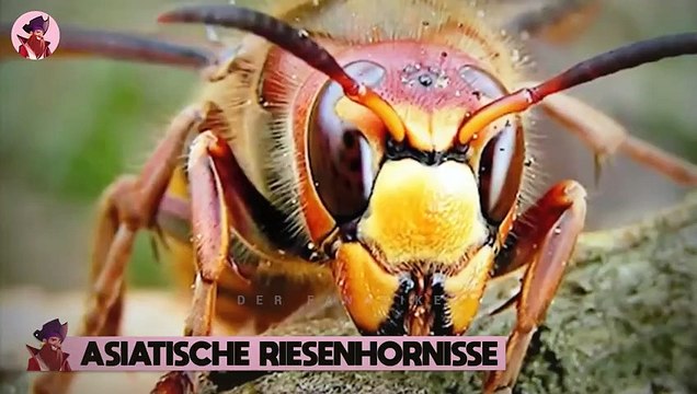 15 furchtbare Arten, wie Tiere ihre Beute jagen