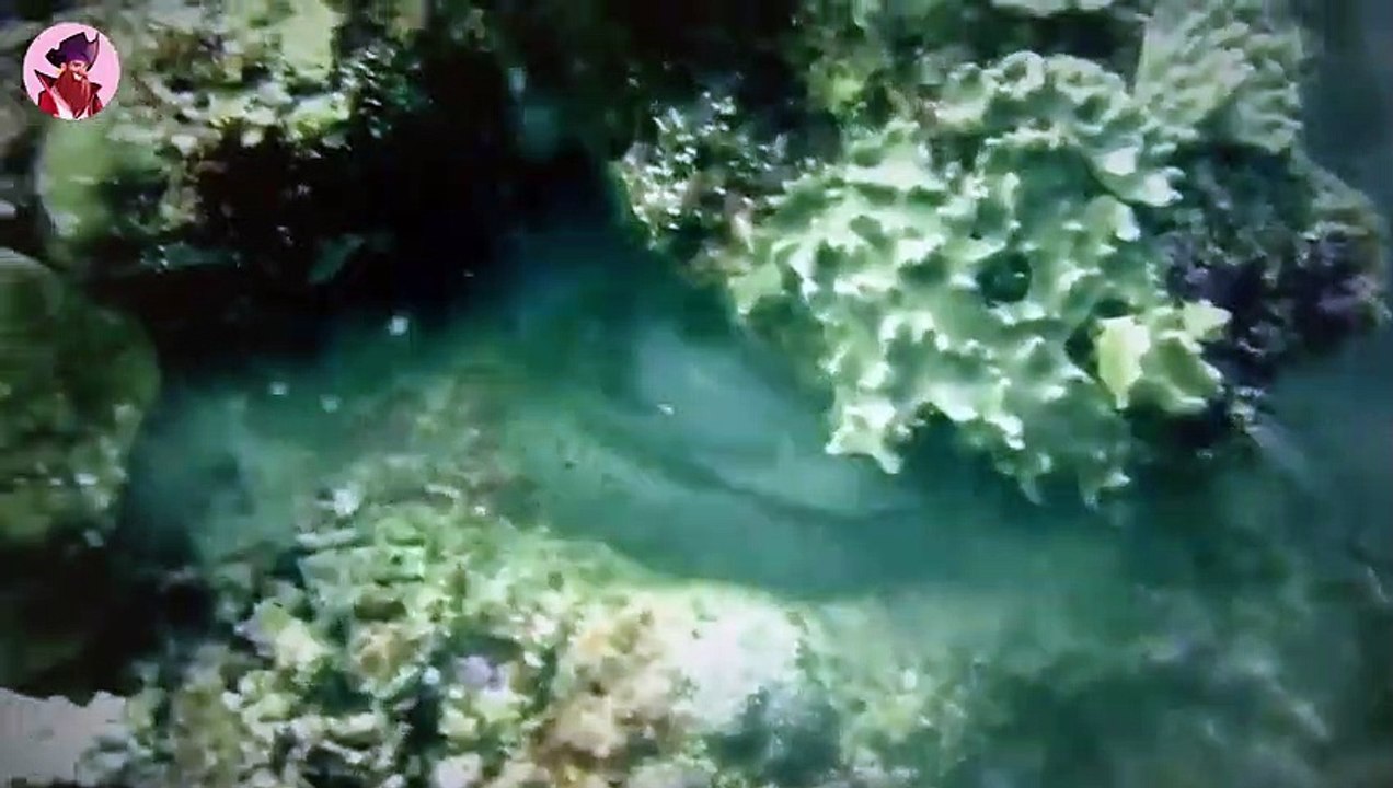 15 furchterregende und tödliche Kämpfe von Meerestieren