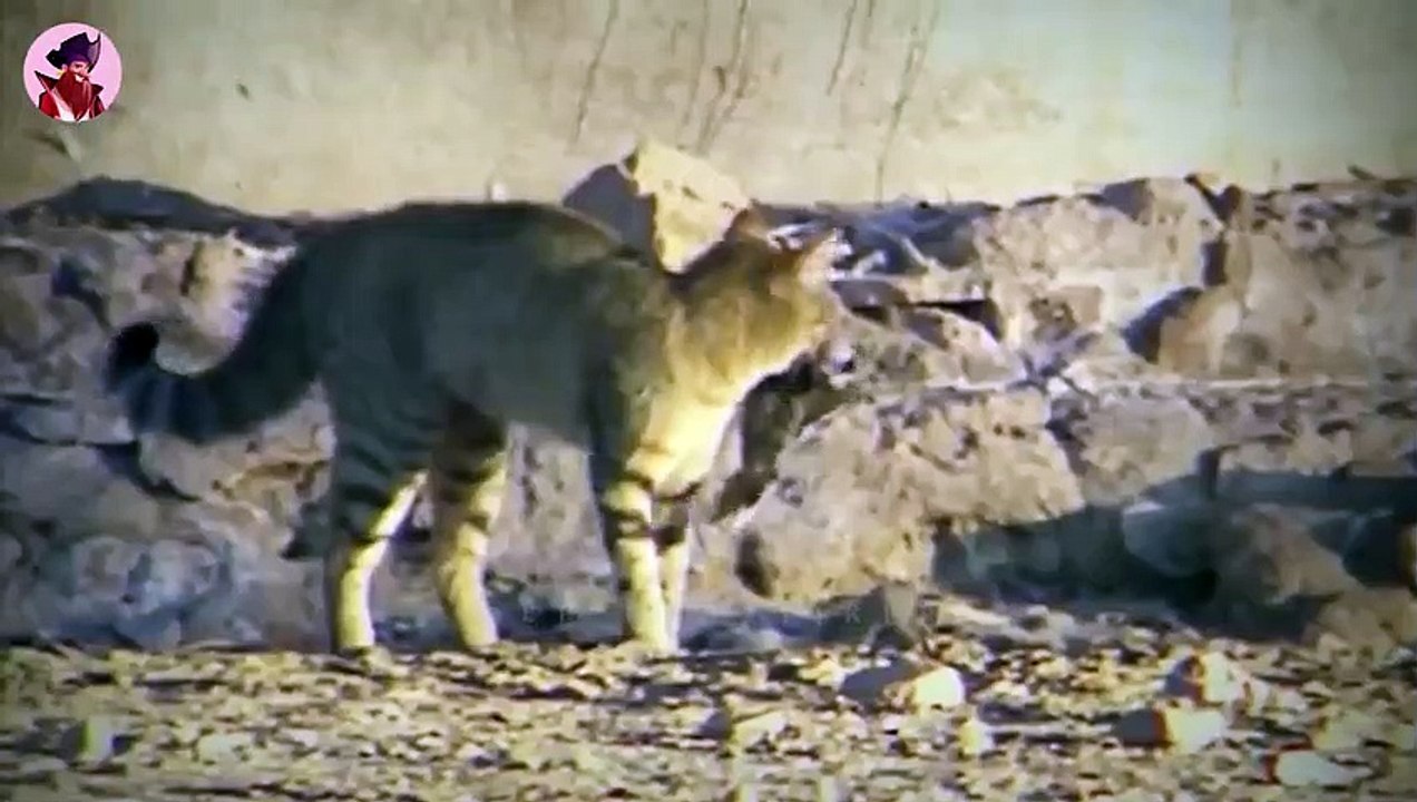 15 Grausame Und Brutale Momente, In Denen Tiere Versuchten Futter Zu Stehlen