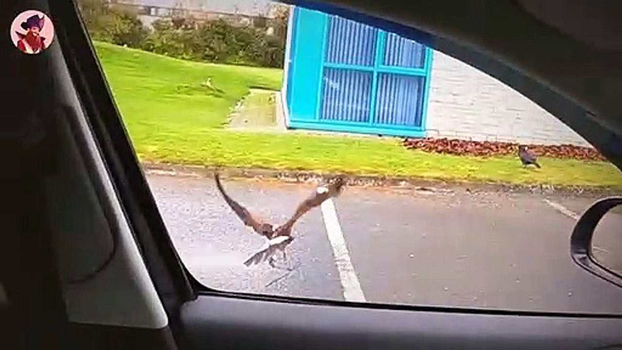 15 Killer-Momente von Vögeln, die ihre Beute wie Profis zur Strecke bringen