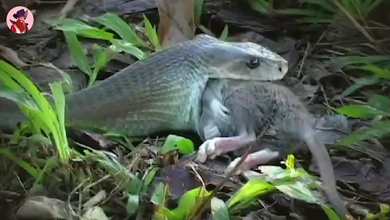 15 Jagdmomente der tödlichsten Reptilien, Eidechsen und Schlangen!