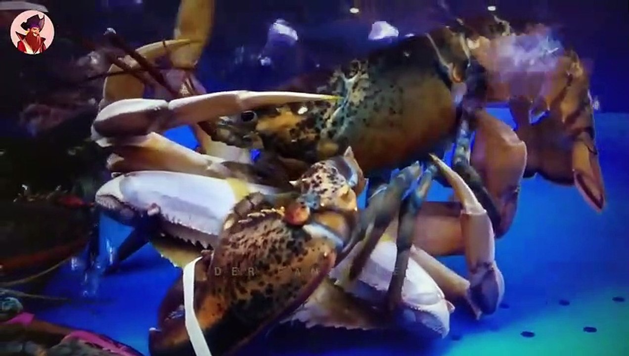 15 Mal haben sich Meerestiere mit dem falschen Gegner angelegt