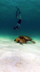Swimming with a giant sea turtle