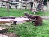 Orangutan bothering otters