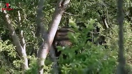 Shocking elephant attack on man in the road   Elephant encounter movie by Wild Fighter (3)