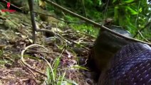 Anaconda Snake Attack Man in Amazon Forest   Anaconda Snake Fun Made Movie By Wild Fighter (2)