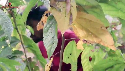 T Rex Chase - Jurassic World Dinosaur in real life   Fan made Movie