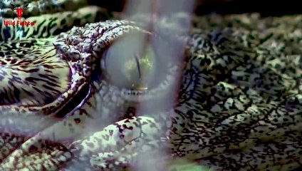 Crocodile Attack Man in River   Animal Attack Fun Made Movie By Wild Fighter
