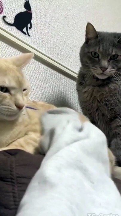 Loyal cat