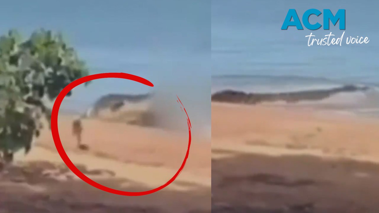 Dog narrowly avoids crocodile attack in Far North Queensland