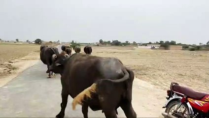A Story Of Two Bulls And A Lion_in English | English Short Story Bulls And Lion