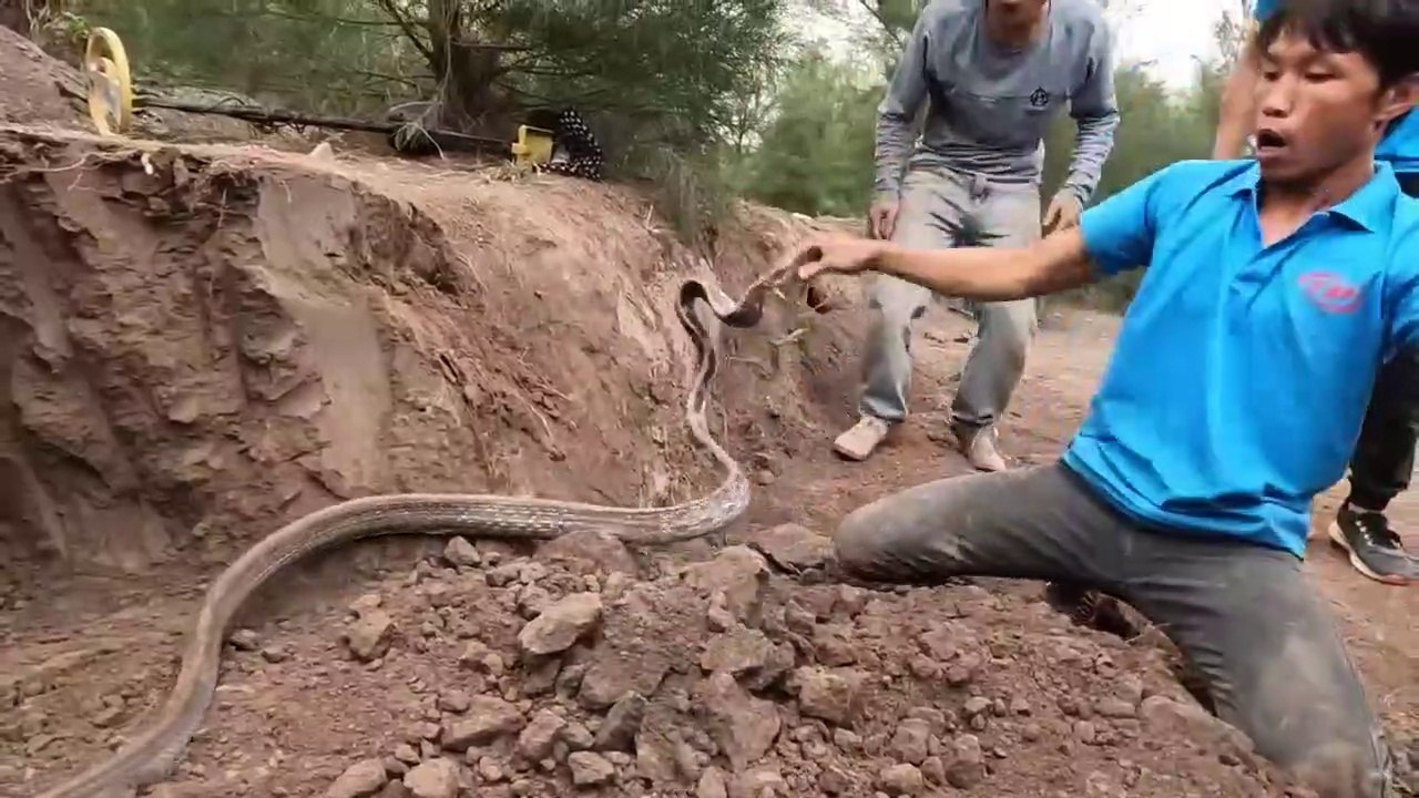 Close-Up Video Catch 100 Dragon Snakes With Bare Hands