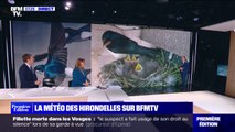 La météo des hirondelles sur BFMTV: l'heure des naissances dans les nids